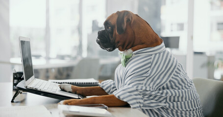 Business dog, typing and laptop in office for research, corporate accountant and boxer working on taxes. Computer, pet and funny employee at workplace for reading email, audit and comic animal online