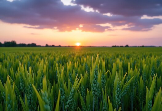 Green rice fild with evening sky
