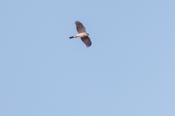飛翔する美しいハイタカ（タカ科）
英名学名：Sparrowhawk (Accipiter nisus, family comprsing hawks)
栃木県栃木市渡良瀬遊水地-2025
