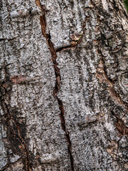 Bark of old tree skin. Abstract background and texture for design.