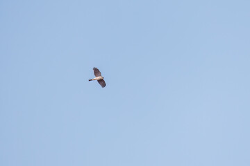 飛翔する美しいハイタカ（タカ科）
英名学名：Sparrowhawk (Accipiter nisus, family comprsing hawks)
栃木県栃木市渡良瀬遊水地-2025
