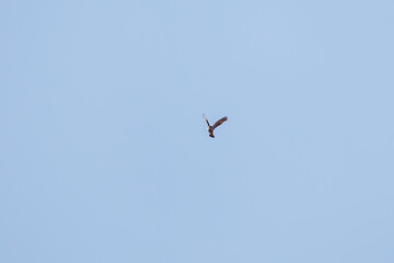 飛翔する美しいハイタカ（タカ科）
英名学名：Sparrowhawk (Accipiter nisus, family comprsing hawks)
栃木県栃木市渡良瀬遊水地-2025
