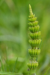Closeup on a green emerging stalk of the Common European Horsetail Equisetum arvense, a medicinal plant