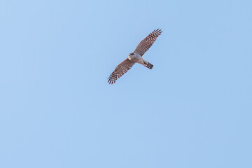 飛翔する美しいハイタカ（タカ科）
英名学名：Sparrowhawk (Accipiter nisus, family comprsing hawks)
栃木県栃木市渡良瀬遊水地-2025

