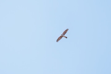 飛翔する美しいハイタカ（タカ科）
英名学名：Sparrowhawk (Accipiter nisus, family comprsing hawks)
栃木県栃木市渡良瀬遊水地-2025
