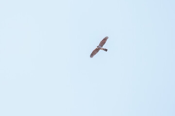 飛翔する美しいハイタカ（タカ科）
英名学名：Sparrowhawk (Accipiter nisus, family comprsing hawks)
栃木県栃木市渡良瀬遊水地-2025
