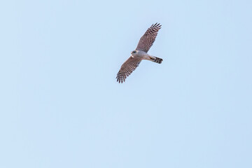 飛翔する美しいハイタカ（タカ科）
英名学名：Sparrowhawk (Accipiter nisus, family comprsing hawks)
栃木県栃木市渡良瀬遊水地-2025
