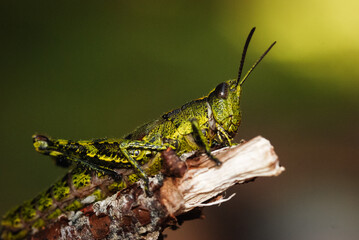 Close up of North Island Grasshopper