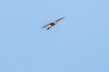 飛翔する美しいハイタカ（タカ科）
英名学名：Sparrowhawk (Accipiter nisus, family comprsing hawks)
栃木県栃木市渡良瀬遊水地-2025

