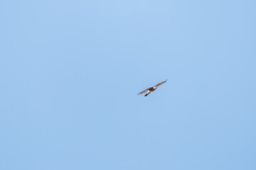 飛翔する美しいハイタカ（タカ科）
英名学名：Sparrowhawk (Accipiter nisus, family comprsing hawks)
栃木県栃木市渡良瀬遊水地-2025
