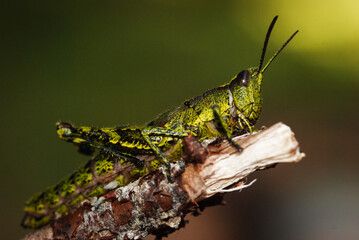 Close up of North Island Grasshopper