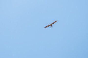 飛翔する美しいハイタカ（タカ科）
英名学名：Sparrowhawk (Accipiter nisus, family comprsing hawks)
栃木県栃木市渡良瀬遊水地-2025
