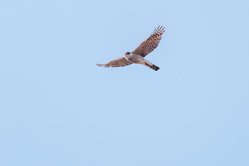 飛翔する美しいハイタカ（タカ科）
英名学名：Sparrowhawk (Accipiter nisus, family comprsing hawks)
栃木県栃木市渡良瀬遊水地-2025
