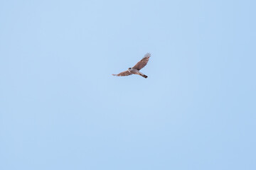飛翔する美しいハイタカ（タカ科）
英名学名：Sparrowhawk (Accipiter nisus, family comprsing hawks)
栃木県栃木市渡良瀬遊水地-2025

