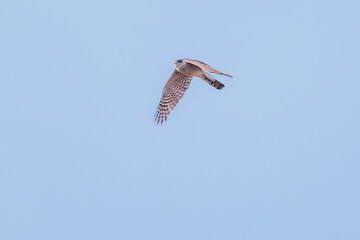 飛翔する美しいハイタカ（タカ科）
英名学名：Sparrowhawk (Accipiter nisus, family comprsing hawks)
栃木県栃木市渡良瀬遊水地-2025
