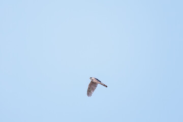 飛翔する美しいハイタカ（タカ科）
英名学名：Sparrowhawk (Accipiter nisus, family comprsing hawks)
栃木県栃木市渡良瀬遊水地-2025
