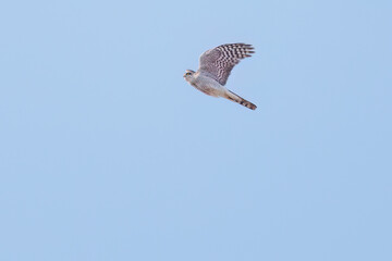 飛翔する美しいハイタカ（タカ科）
英名学名：Sparrowhawk (Accipiter nisus, family comprsing hawks)
栃木県栃木市渡良瀬遊水地-2025
