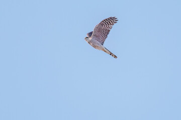 飛翔する美しいハイタカ（タカ科）
英名学名：Sparrowhawk (Accipiter nisus, family comprsing hawks)
栃木県栃木市渡良瀬遊水地-2025
