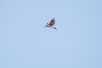 飛翔する美しいハイタカ（タカ科）
英名学名：Sparrowhawk (Accipiter nisus, family comprsing hawks)
栃木県栃木市渡良瀬遊水地-2025
