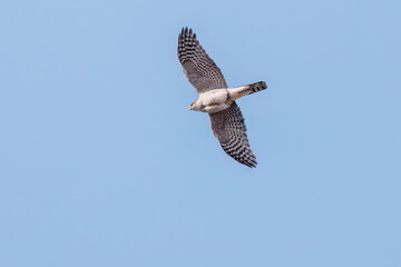 飛翔する美しいハイタカ（タカ科）
英名学名：Sparrowhawk (Accipiter nisus, family comprsing hawks)
栃木県栃木市渡良瀬遊水地-2025
