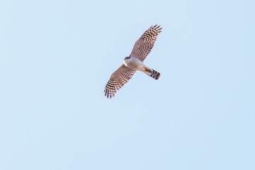 Obraz premium 飛翔する美しいハイタカ（タカ科） 英名学名：Sparrowhawk (Accipiter nisus, family comprsing hawks) 栃木県栃木市渡良瀬遊水地-2025 