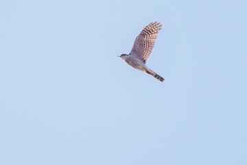 飛翔する美しいハイタカ（タカ科）
英名学名：Sparrowhawk (Accipiter nisus, family comprsing hawks)
栃木県栃木市渡良瀬遊水地-2025
