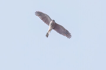 飛翔する美しいハイタカ（タカ科）
英名学名：Sparrowhawk (Accipiter nisus, family comprsing hawks)
栃木県栃木市渡良瀬遊水地-2025
