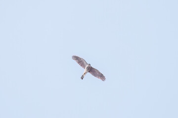 飛翔する美しいハイタカ（タカ科）
英名学名：Sparrowhawk (Accipiter nisus, family comprsing hawks)
栃木県栃木市渡良瀬遊水地-2025
