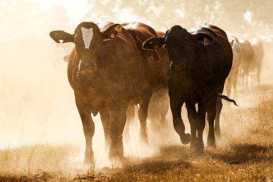A mob of cattle on the move in the dust.