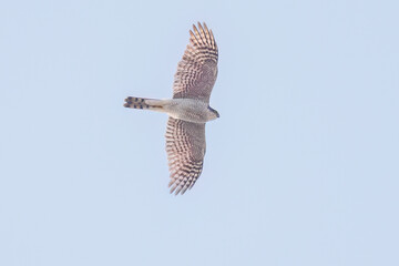 飛翔する美しいハイタカ（タカ科）
英名学名：Sparrowhawk (Accipiter nisus, family comprsing hawks)
栃木県栃木市渡良瀬遊水地-2025
