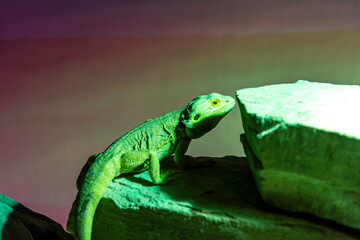 A medium-sized green lizard basking under the warm glow of a solar lamp, leisurely moving across the terrarium floor in a relaxed, sunlit moment.