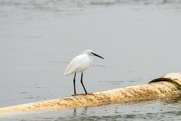 Seidenreiher steht auf einem Rohr