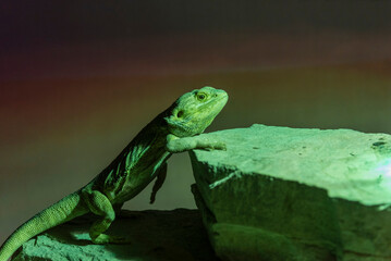 A medium-sized green lizard basking under the warm glow of a solar lamp, leisurely moving across the terrarium floor in a relaxed, sunlit moment.