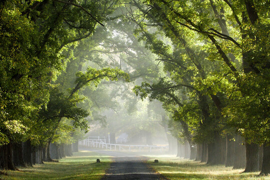 Trees form an arch over a country road in New England.