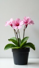 Delicate pink primrose, black pot, clean white backdrop Home d?cor , spring flower, nature, garden flower
