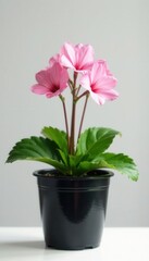 Fototapeta premium Delicate pink primrose, black pot, clean white backdrop Home d?cor , spring flower, white background