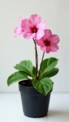 Naklejka premium Delicate pink primrose, black pot, clean white backdrop Home d?cor , white background, black pot, isolated