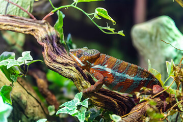 Close-up of a chameleon slowly walking along a branch inside a terrarium, its vivid colors and deliberate movements capturing a moment of reptilian grace.