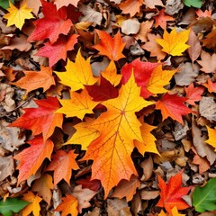 Fototapeta premium Crisp, curled, vibrant autumn leaves in red, orange, yellow, and brown stages of decay on forest floor, autumn, nature, brown