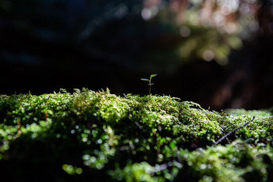 Single new sprout in the moss in a rainforest