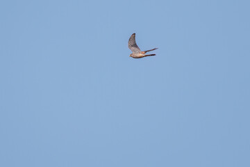 狩りのために飛翔する美しいチョウゲンボウ（ハヤブサ科）
英名学名：Common Kestrel (Falco tinnunculus, family comprising falcons) 
栃木県栃木市渡良瀬遊水地-2025
