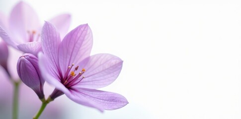 Obraz premium Delicate purple blooms against pure white backdrop, bloom, floral