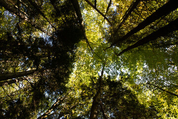 autumn leaves in the forest