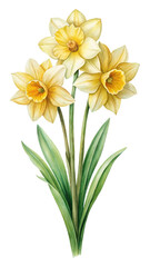 Elegant watercolor botanical illustration featuring a trio of beautiful yellow daffodils