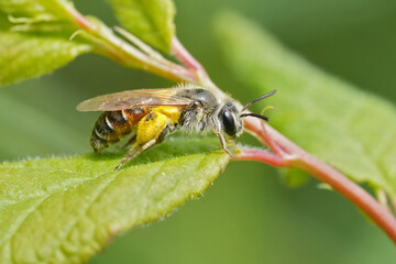 Closeup on a cute small female Red-bellied miner mining bee, Andrena ventralis loaded with yellow pollen