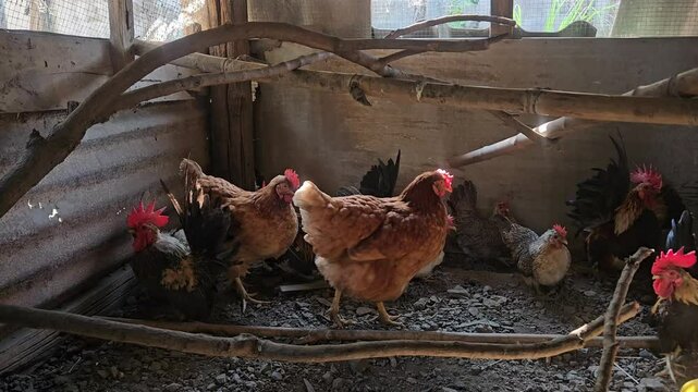 A group of bantam chickens are walking in the coop
