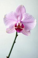 Obraz premium Delicate single orchid bloom, pristine white background, purity, petals, flower photography