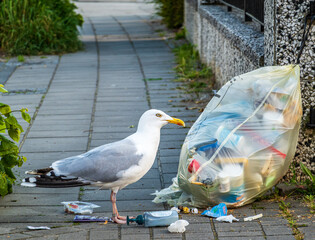 Seagull next to overflowing trash bag on sidewalk in urban area during early morning hours...