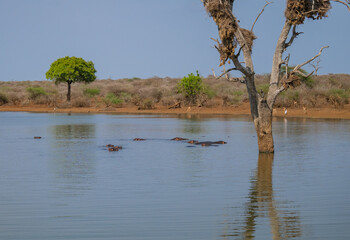Flusspferd genannt Nilpferd - Hippo, im Krüger National Park - Kruger Nationalpark Südafrika