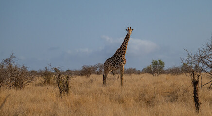 Giraffe im Busch vom Krüger National Park - Kruger Nationalpark Südafrika